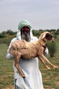 Shepherd grazing sheep in the rural area